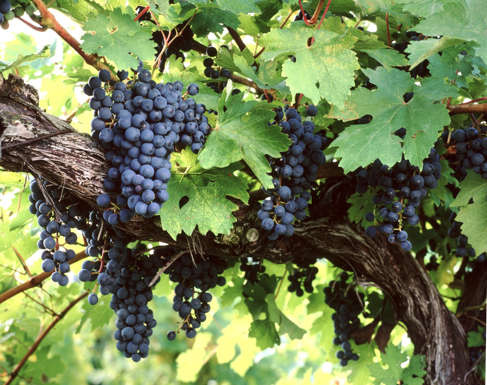 Amur Grape, Vitis amurensis, Vine Seeds (Edible, Fast, Fall Color, Hardy)