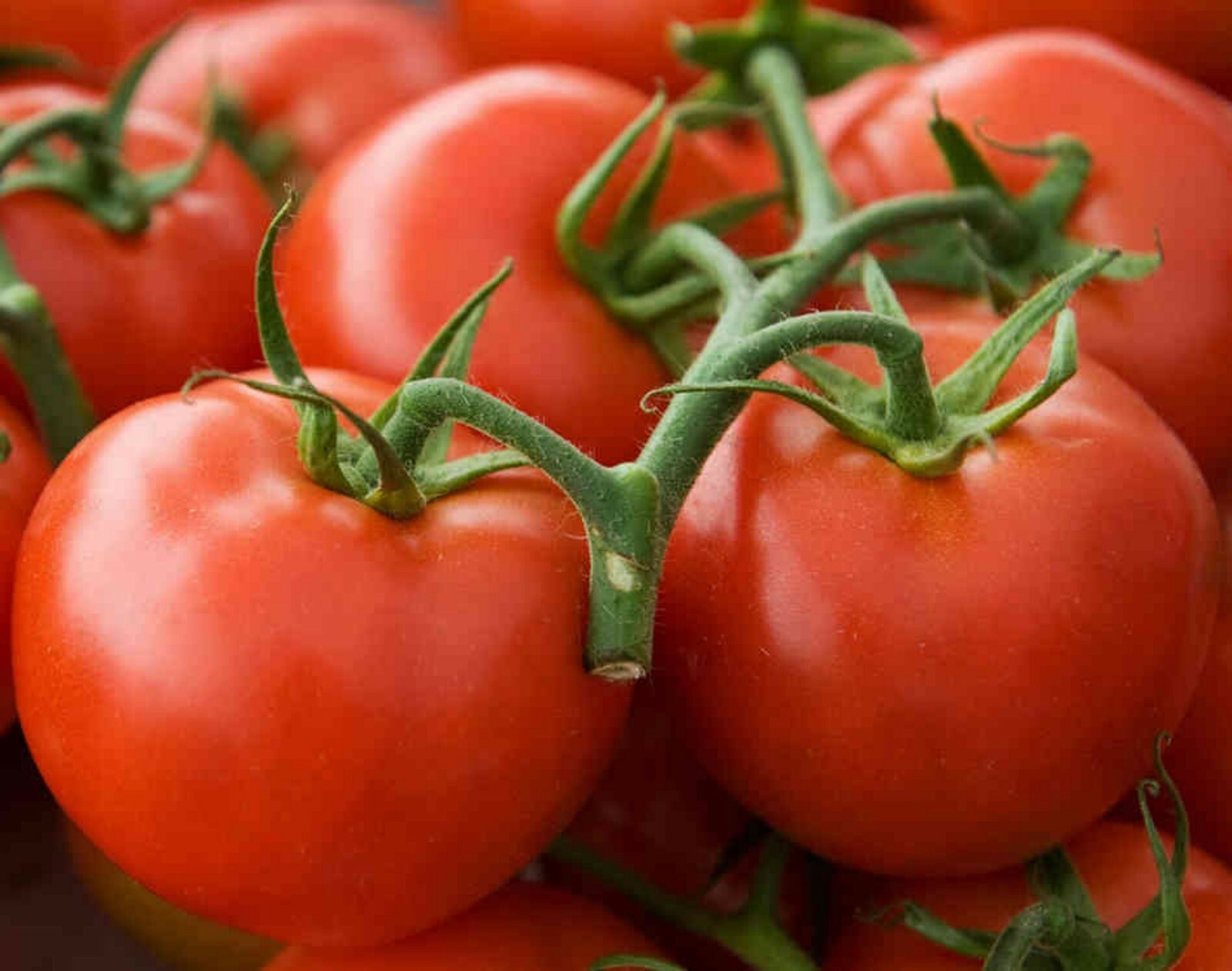 Arkansas Traveler Heirloom Tomato Seeds- 50+ 2021 Seeds $1.69 Shipping/order