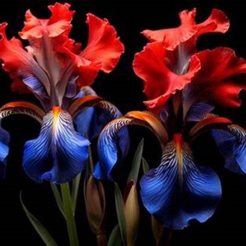 50 Heirloom Iris Seeds Fragrant Flower Plant (much less money than bulbs) .