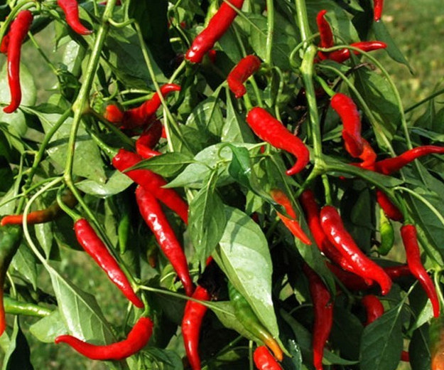 Cayenne Pepper Seeds – Long Red Thin – Heirloom