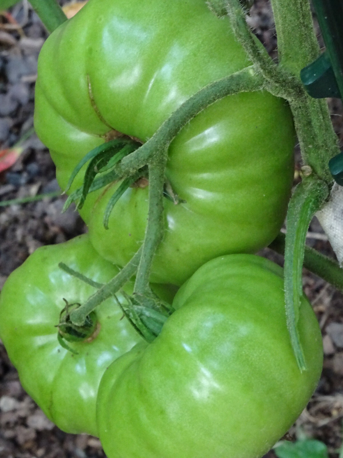 Green/Yellow Tomato Malachite Box Heirloom 20 seeds Organic NON-GMO