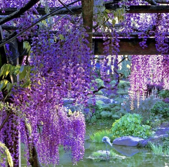 WISTERIA Tree 20+ Seeds! Fast Growing Flower Vine, Hardy Bonsai Plant Gorgeous!