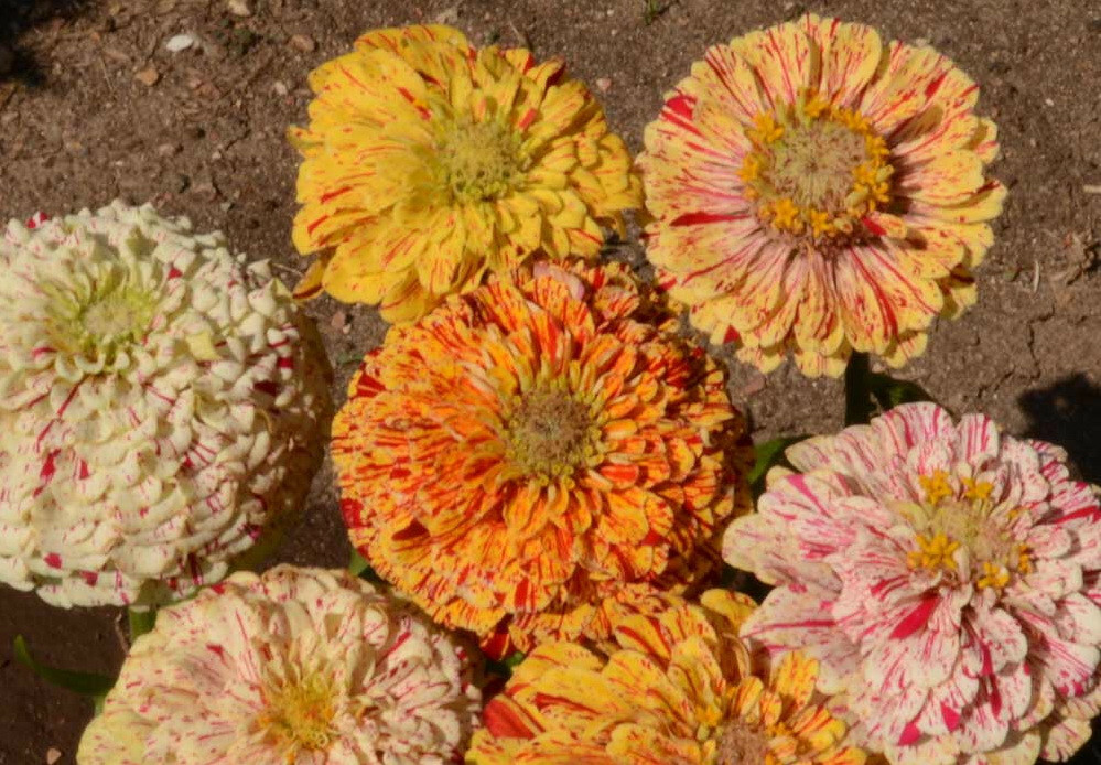 250 Zinnia “Peppermint Stick” Flower Seeds Zinnia Elegans