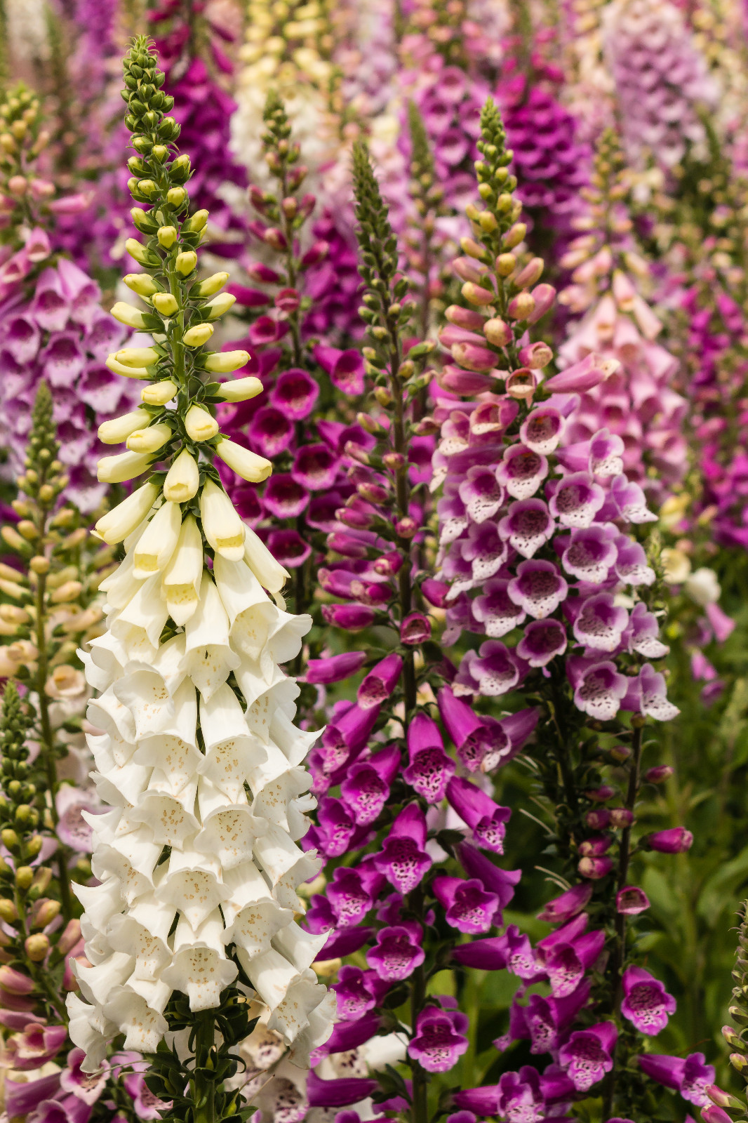 FOXGLOVE 1002 SEEDS DIGITALUS PURPUREA, SPOTTED PURPLE OR WHITE FLOWERS *BULK*