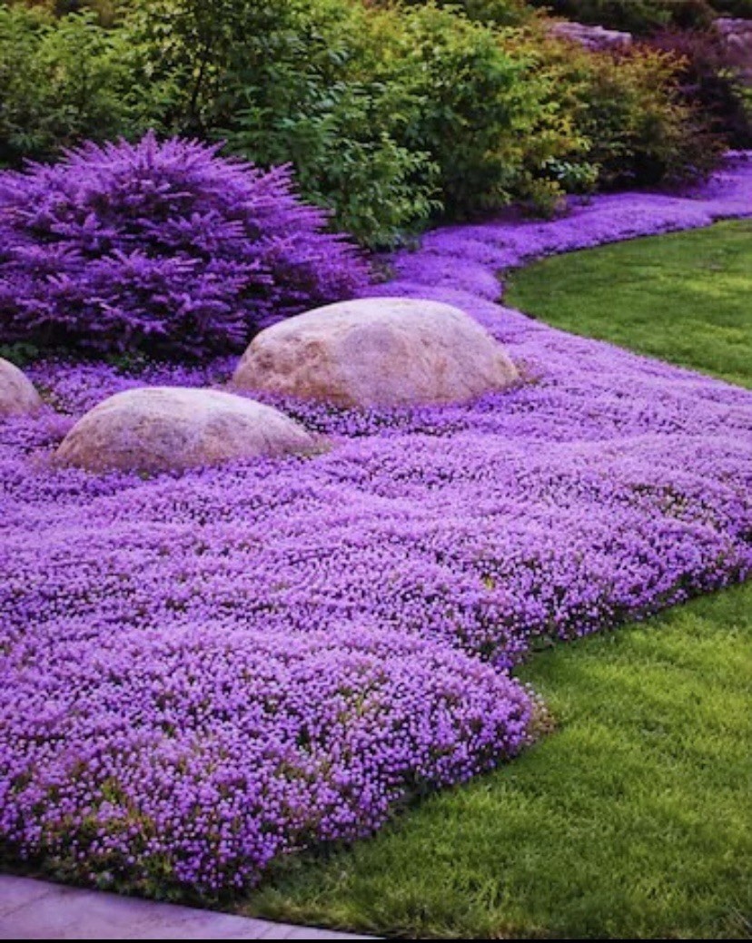100,000 Bulk Creeping Thyme (Thymus Serpyllum) Seeds- Perennial, NON-GMO