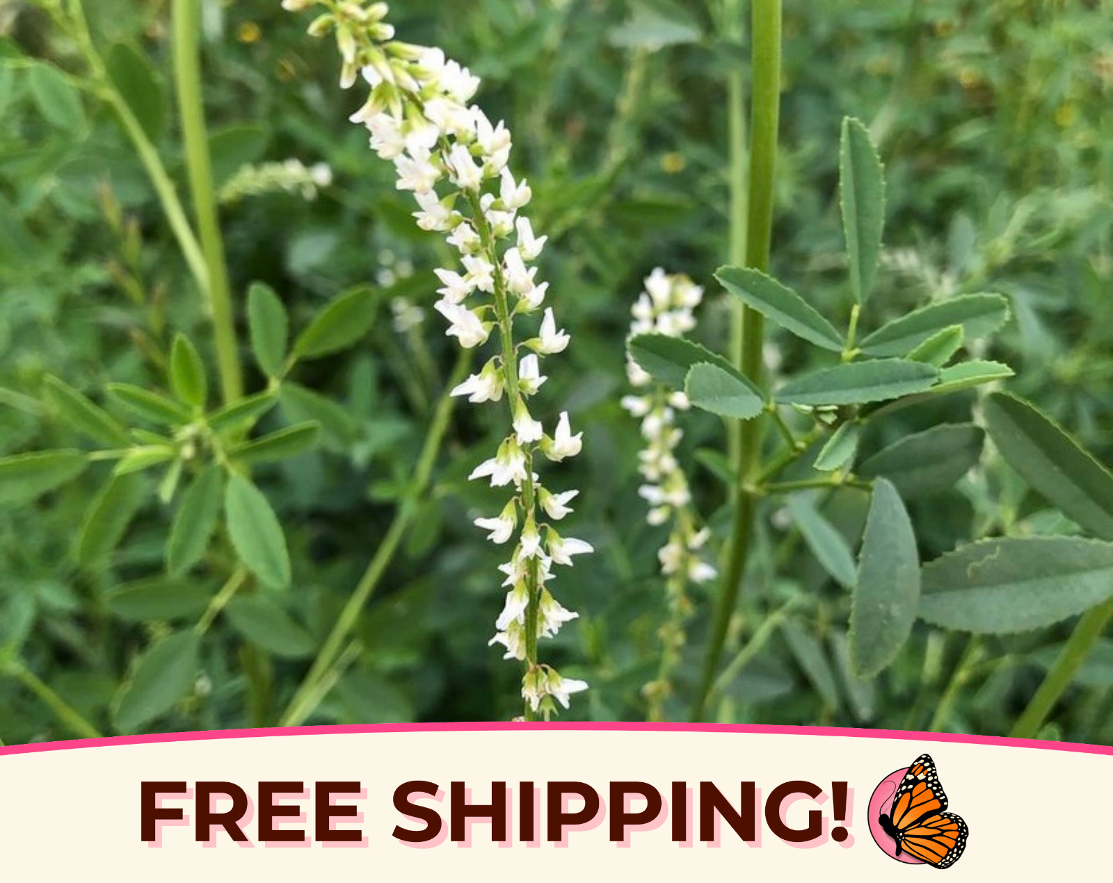 5400+ White Sweet Blossom Clover Seeds | Flower Garden Seed for Pollinator Bees