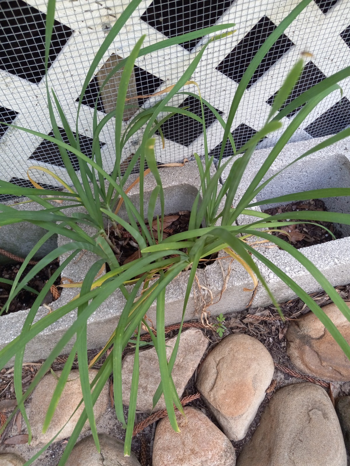 Garlic Chives (Allium tuberosum) Ten Seeds Florida Grown FREE SHIPPING