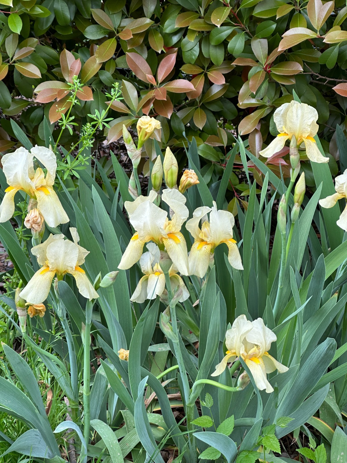 Antique Iris “Golden Shoulders” 10 Large Rhizomes!