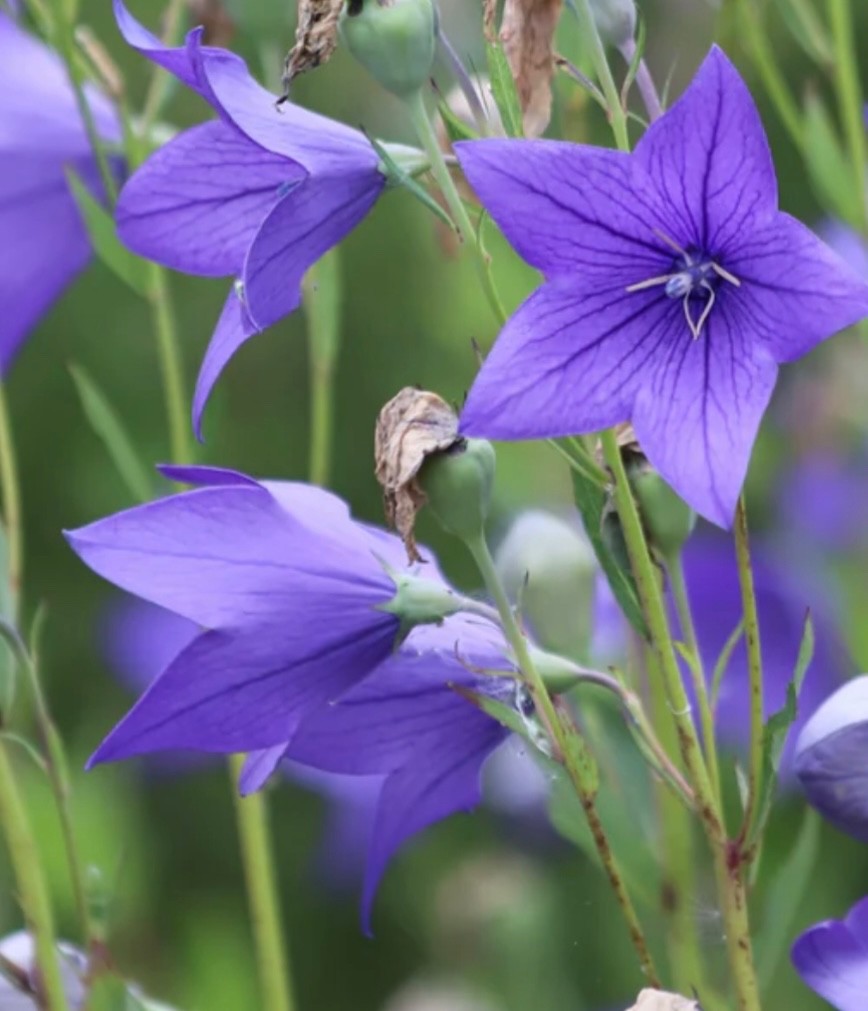 100+ Purple Beautiful Balloon Flower Seeds fall 2025 harvest