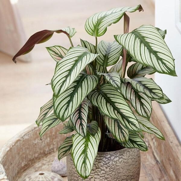 25+ White Star Calathea Seeds for Garden Planting – USA – FREE SHIPPING!