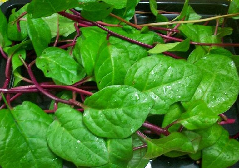 50 Seeds Red Malabar Spinach, Heirloom – EDIBLE ORNAMENTAL WITH AWESOME COLORS