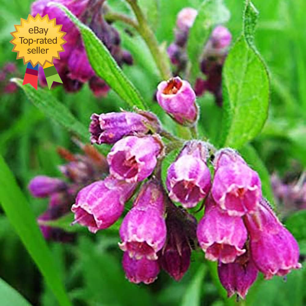 Symphytum Officinale Comfrey Seeds Non Gmo Heirloom Fresh Garden Seeds