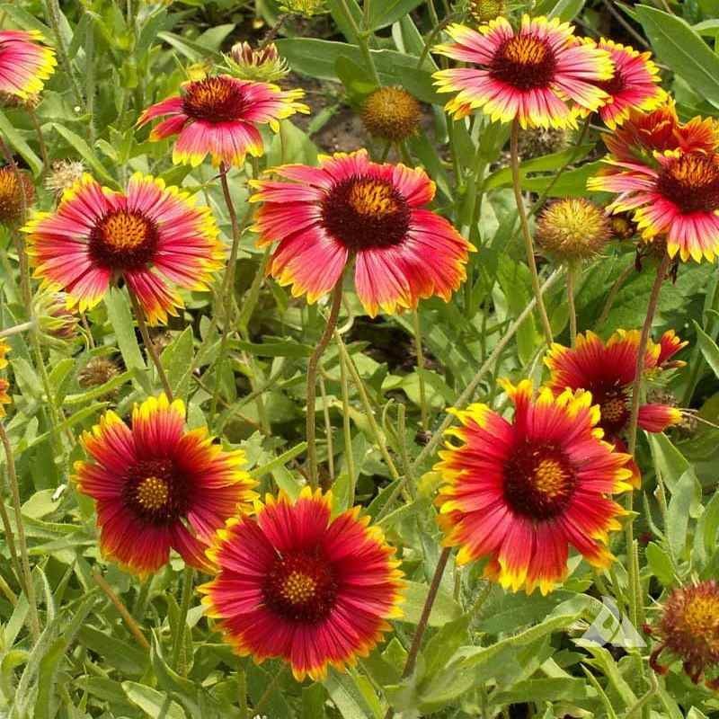 1000 Seeds Gaillardia Aristata Seed For Planting – Drought Tolerant Blanket