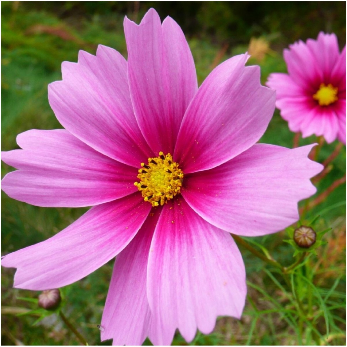 Seed Needs Crazy Cosmos Mix 10+ Varieties NO FILLER – 1/2 LB