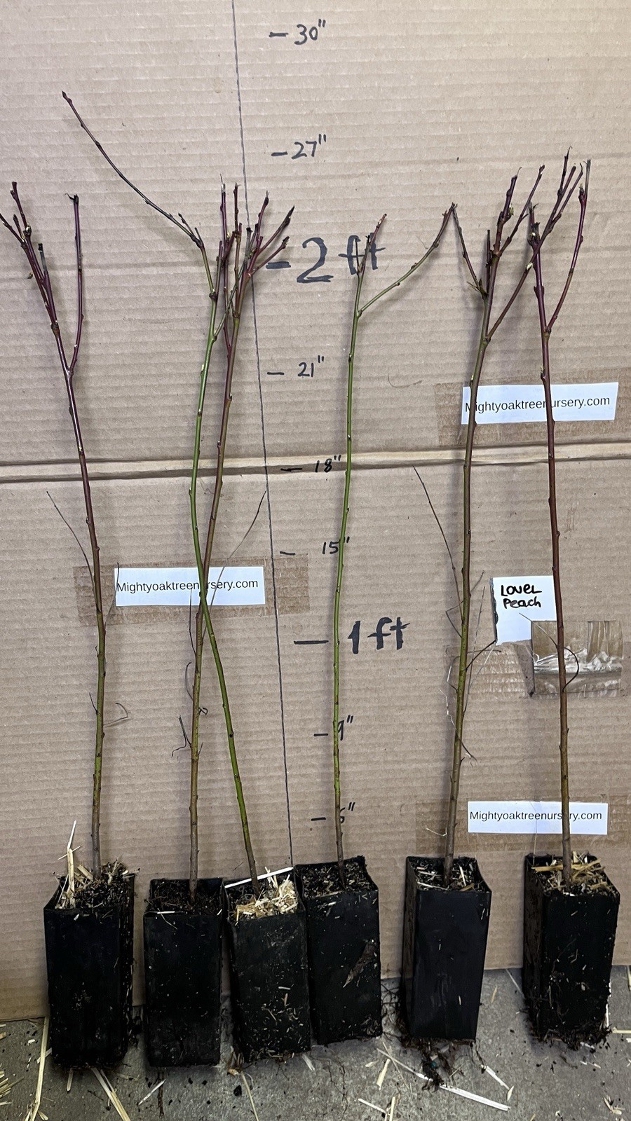 20-24” tall Lovell peach Prunus persicapeach seedling, 1 year old plant bareroot
