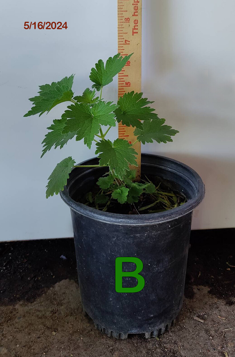 1(One) Live “MOTHERWORT” Plant about 4-11″ Tall