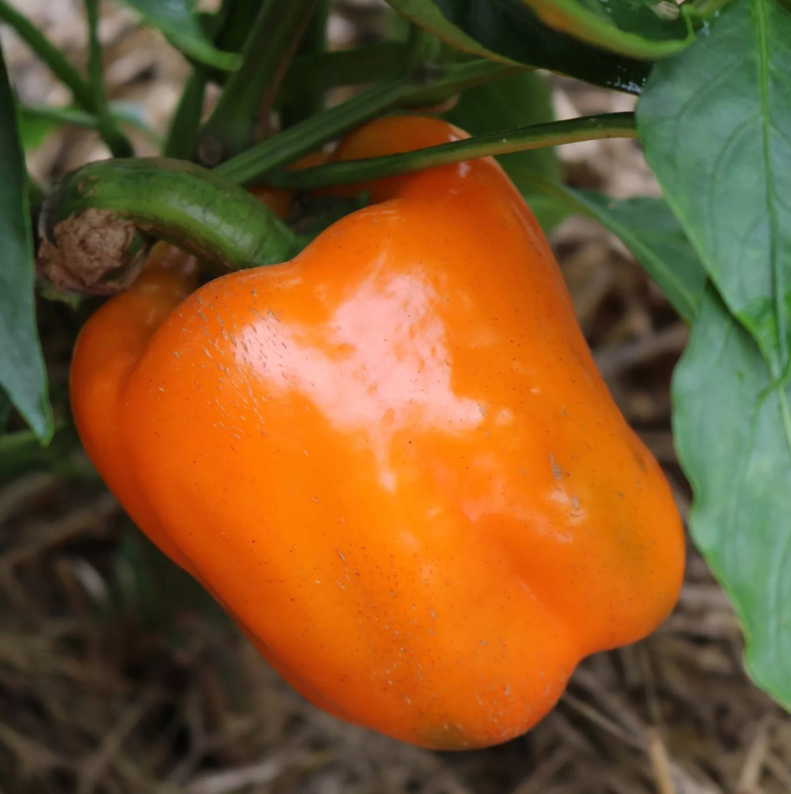 240+ Orange Sun Sweet Bell Pepper seeds ———– Heirloom – NON GMO — FRESH