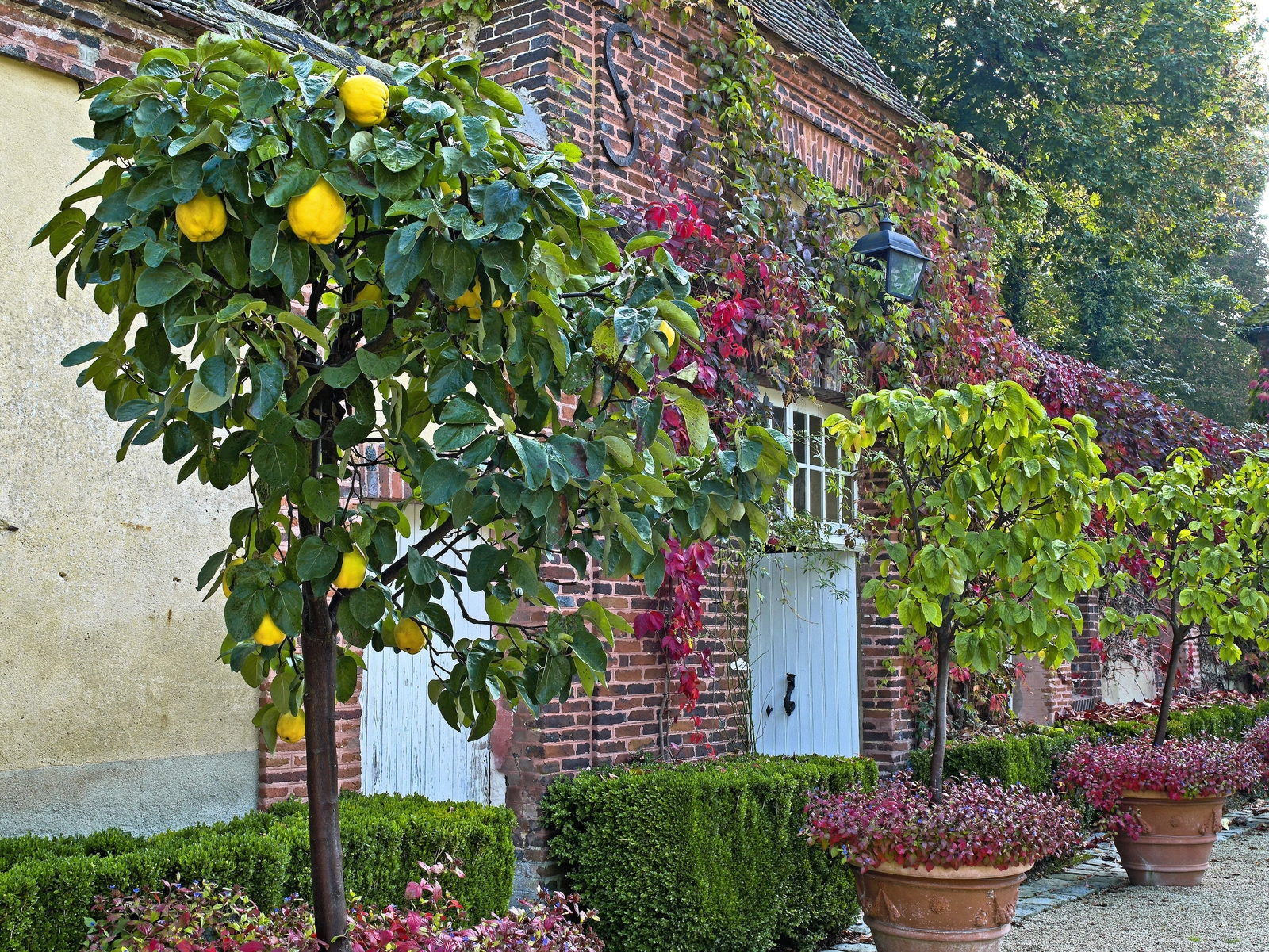 20 COMMON CULINARY QUINCE Fruit Tree Cydonia Oblonga Flowering Shrub Seeds