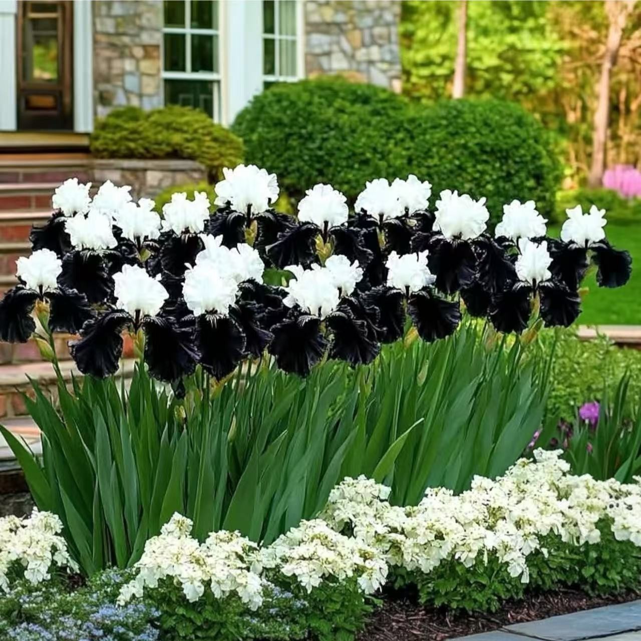35 Black & White Iris Seeds Rare Striking Bicolor Perennial Flower for Zones 4-9