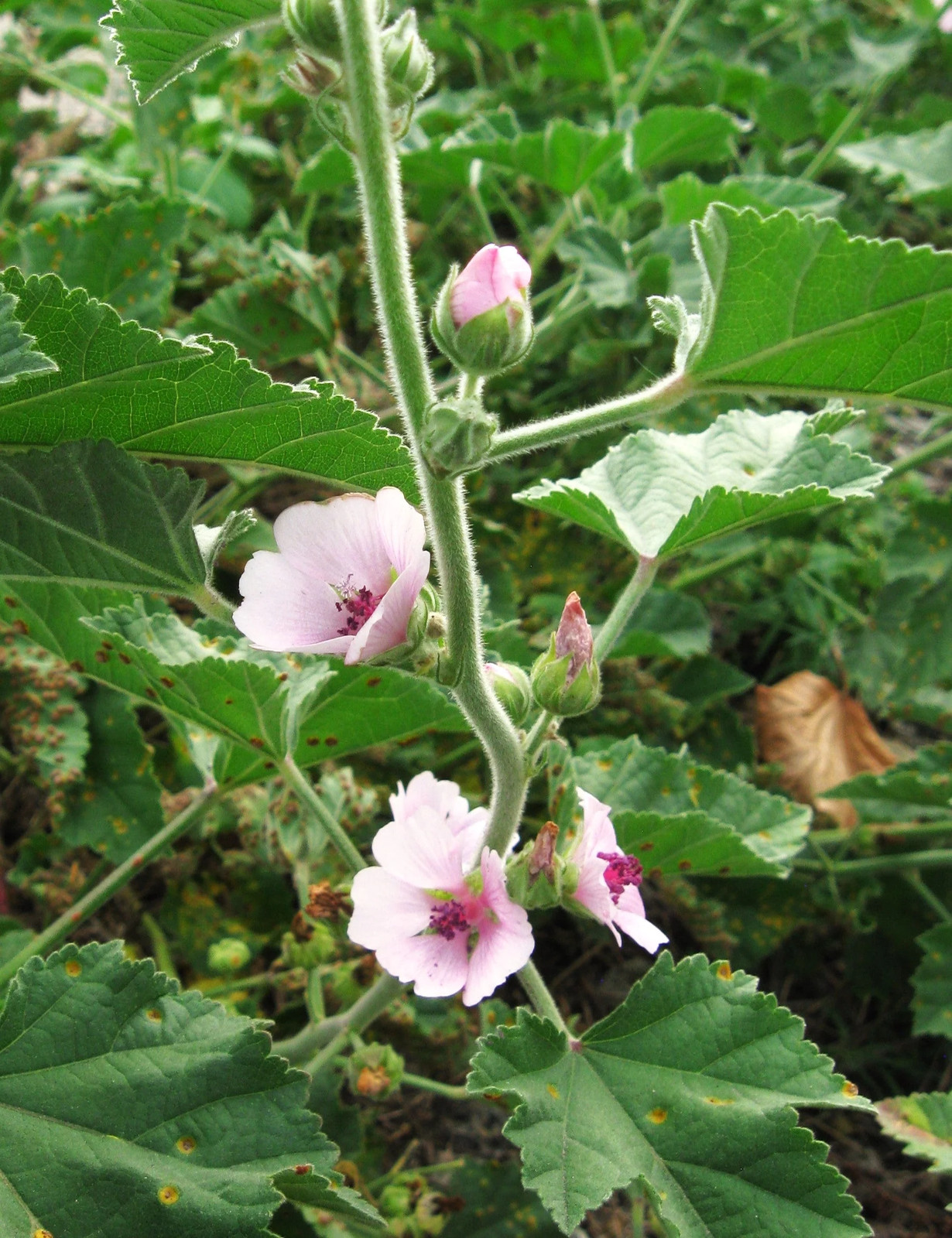 Marshmallow Plant Seeds – For 2025 Planting Medicinal Marsh Mallow Flower Rose