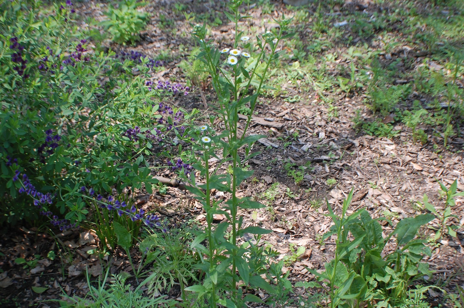 1/4 TSP + ANNUAL FLEABANE DAISY SEEDS/Erigeron annuus/NATIVE US