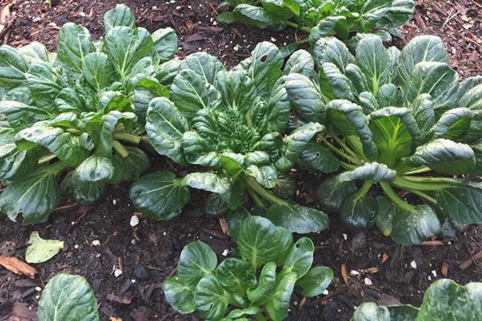 Tatsoi Black Night Seeds 500 – 1 LB Green Asian Mustard Microgreens High Vitamin