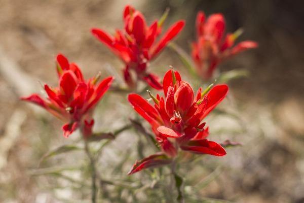 Castilleja integra | Whole-leaf Indian Paintbrush | 10 Seeds