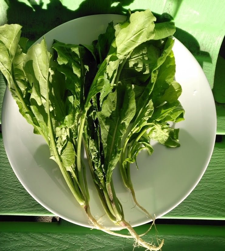 500 Organic Arugula Rocket Salad Seeds, Eruca sativa, Roquette, Rucola Vegetable