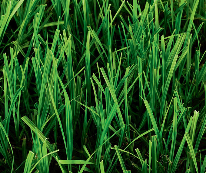 Pensacola Bahia Grass Seed (Coated)