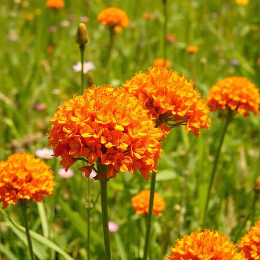 Milkweed Orange Perennial Tuberosa Monarch Butterfly Non-GMO 100 Seeds