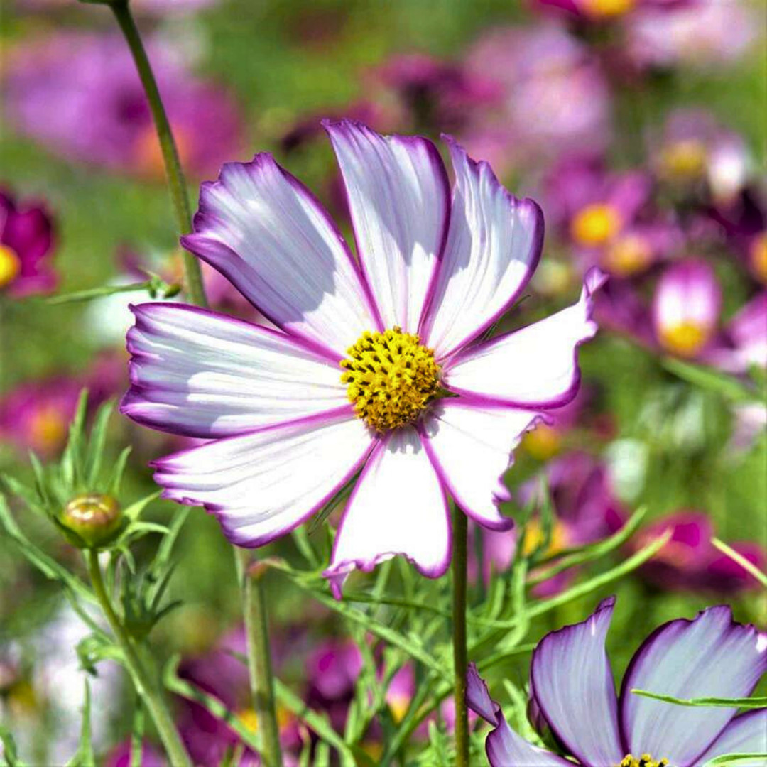 Fresh Beautiful Cosmos Seeds | Picotee | Heirloom Non-GMO | Flower Seeds