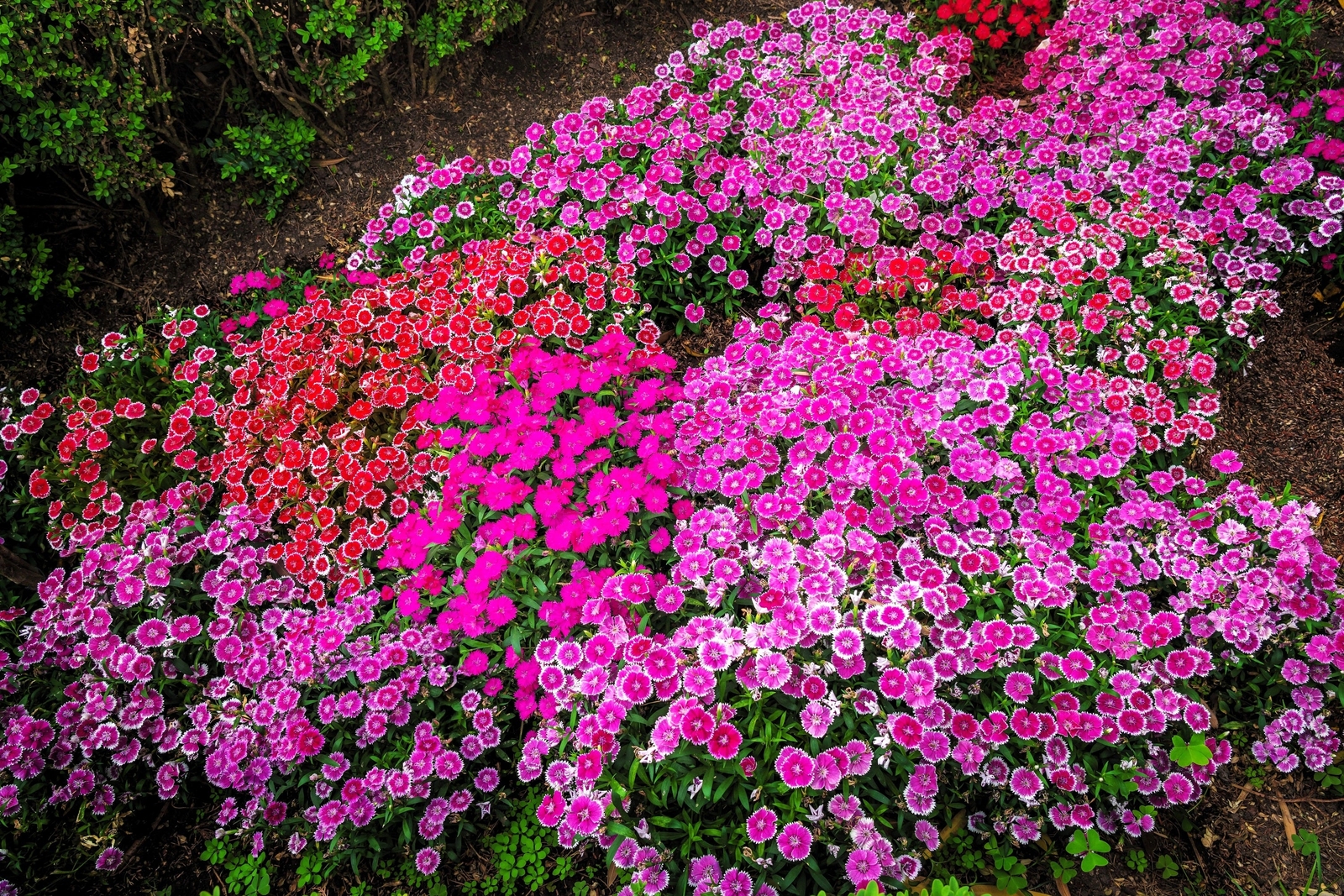 500 MIXED CHINESE PINKS China Rainbow Pink Dianthus Chinensis Bicolor Flower See