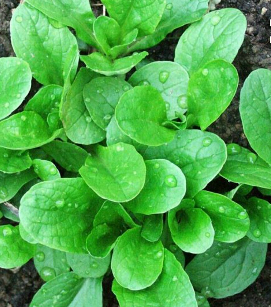 500 CORN SALAD( MACHE, LAMB’S LETTUCE) SEEDS-Open Pollinated-NON GMO-Organic