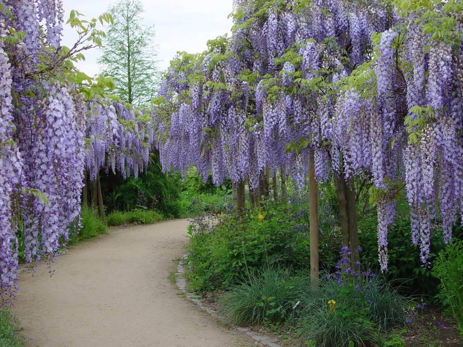 Wisteria Sinensis 6 Seeds, Fragrant Hardy Chinese Climber Vine Bonsai Tree