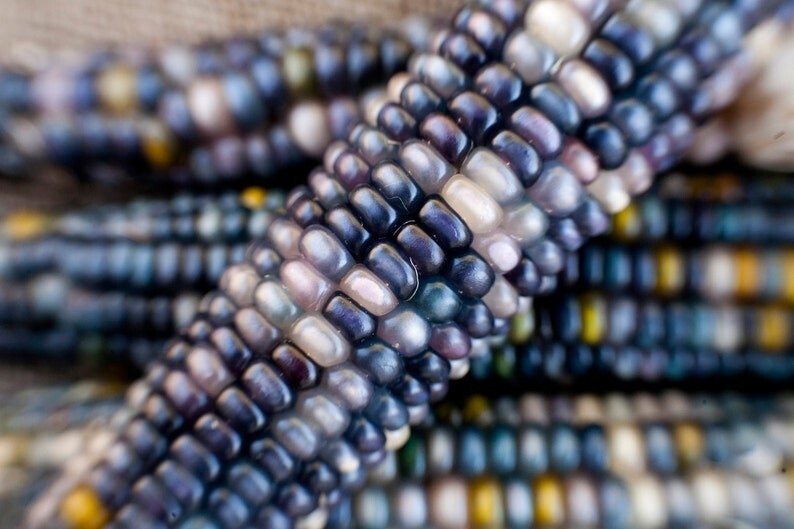Sapphires and Pearls Glass Gem Cherokee Indian Corn Seed Pack