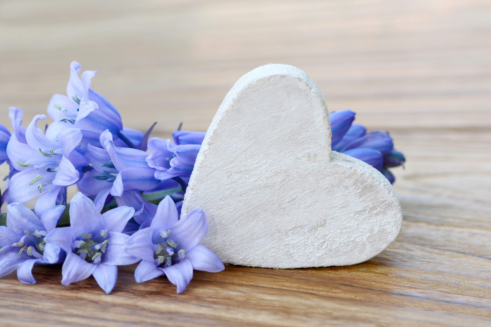 10 Mixed WOOD HYACINTH English Woodland Spanish Bluebell Scilla Flower Seeds
