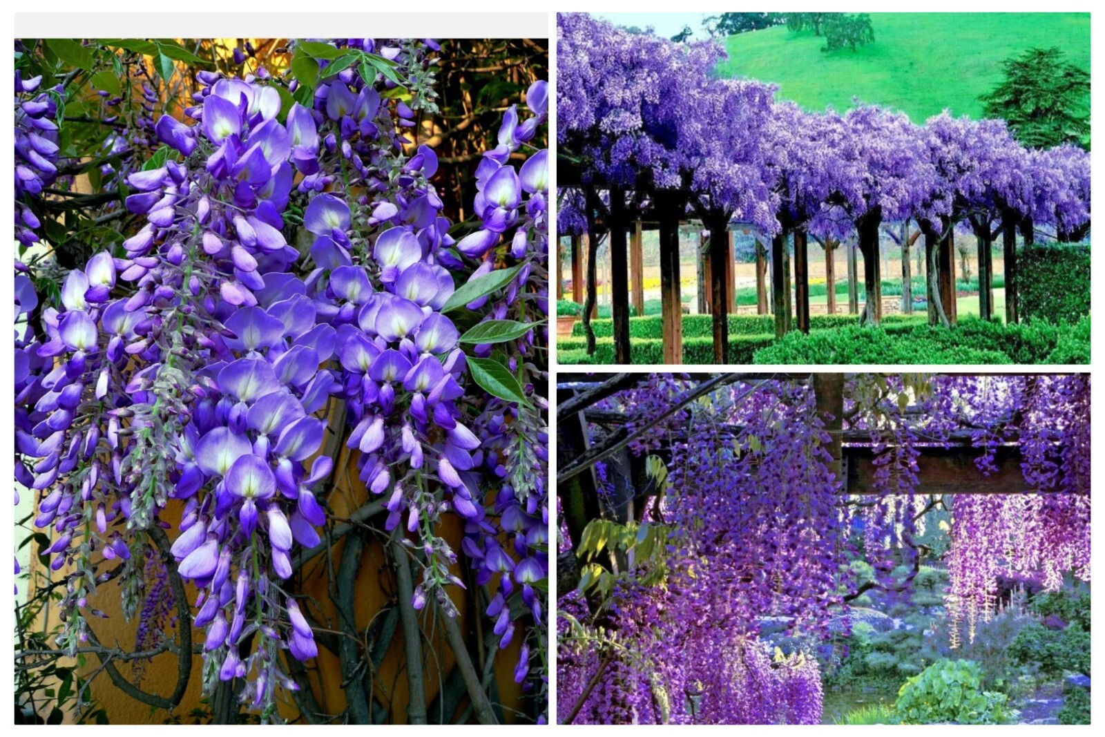 WISTERIA Tree 20+ Seeds! Fast Growing Flower Vine, Hardy Bonsai Plant Gorgeous!