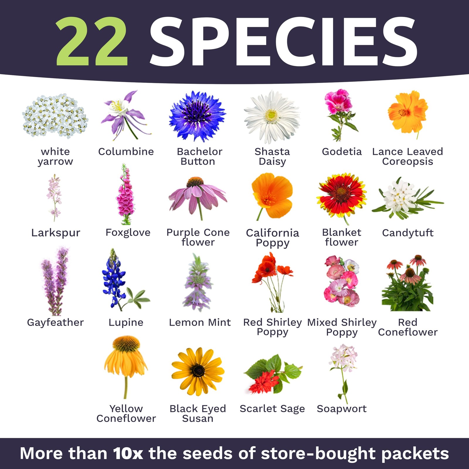 Deer Resistant Wildflower Seed Mixture – Bulk 1 Ounce Packet – Over 15,000 De…