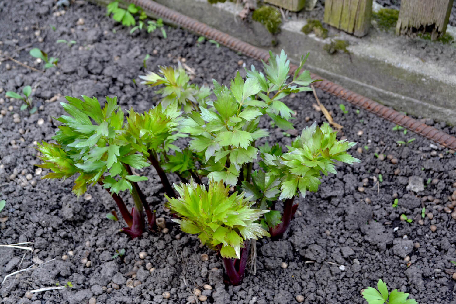 Lovage seeds, Levisticum officinale, Maggi Herb, NON-GMO by Mai’s Family