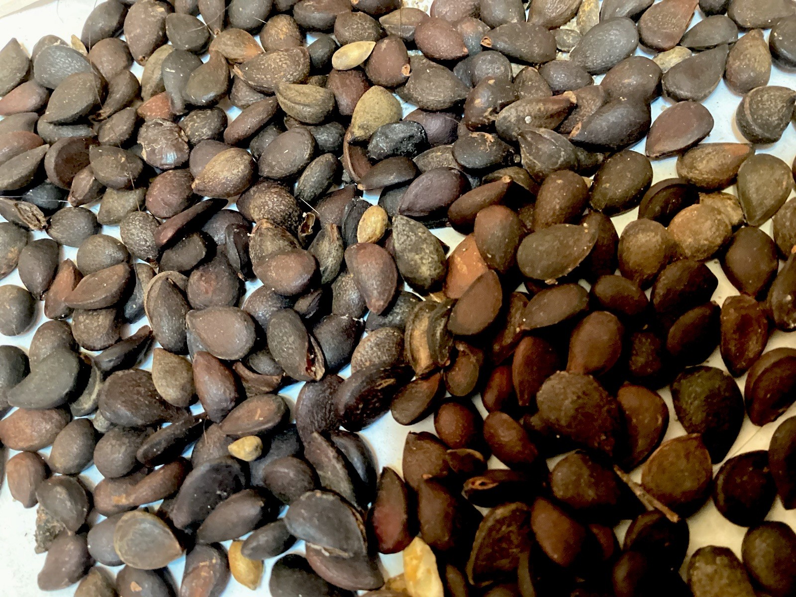 Dusky Pear Tree Seeds (PYRUS PHAEOCARPA) (Orange Pear)