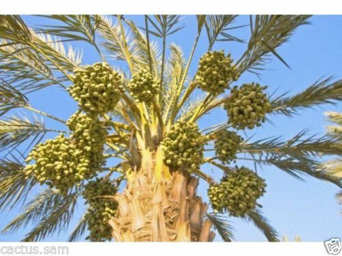 Medjool Date Palm Seeds, 15 Pits, Phoenix dactylifera Large Fruit Mejhool Dates