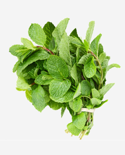 1000+ PEPERMINT HERB SEEDS – RAU HÚNG LŨI | 95% GERMINATION NON-GMO, FREE SHIP |