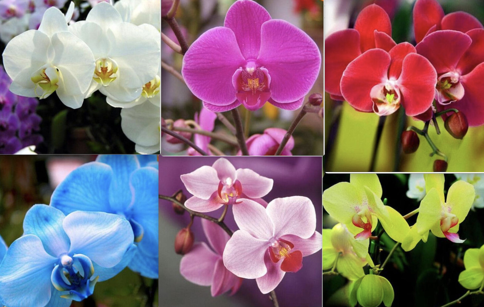 20 ORCHID FLOWER SEEDS rare exotic blossom bloom house plant garden germination