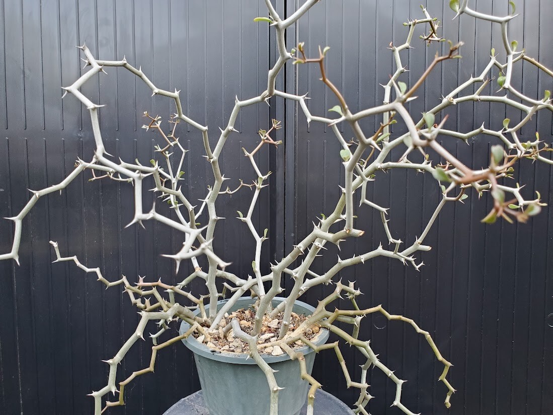 Decarya madagascariensis – Zig Zag Plant – Madagascar – 1 NON-ROOTED CUTTING