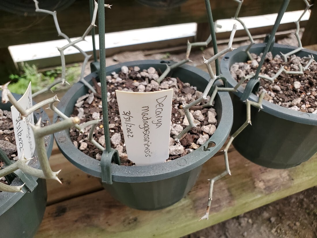 Decarya madagascariensis – Zig Zag Plant – Madagascar – 1 Rooted Branching