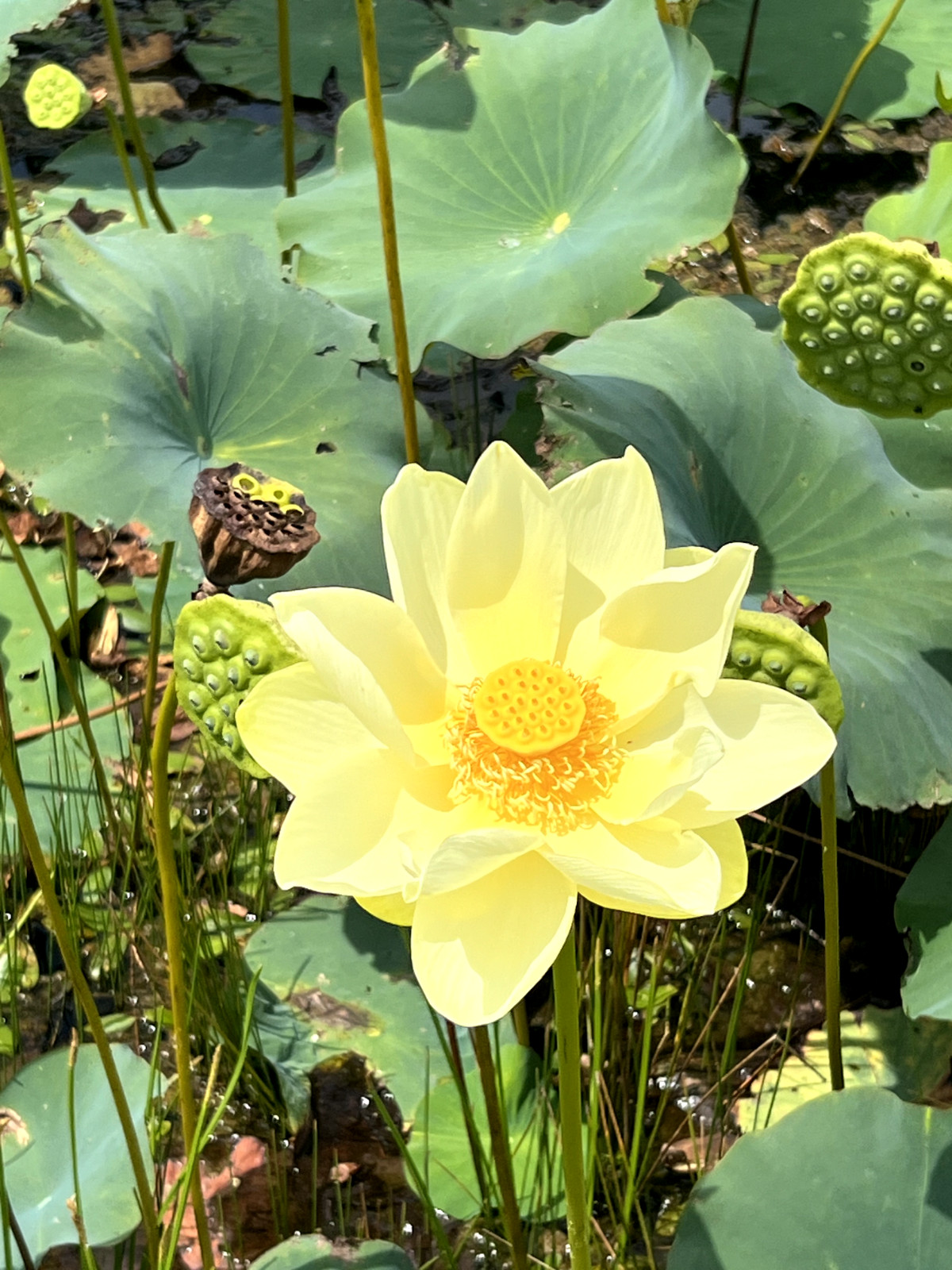 10 Seeds Yellow Lotus Flower Seeds American Water Lily for Pots or Pond
