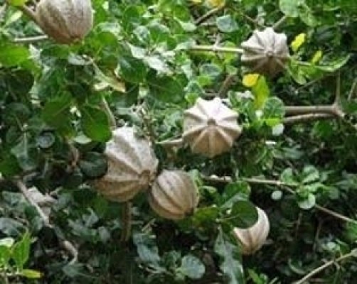 Gardenia volkensii Transvaal Gardenia 10 seeds