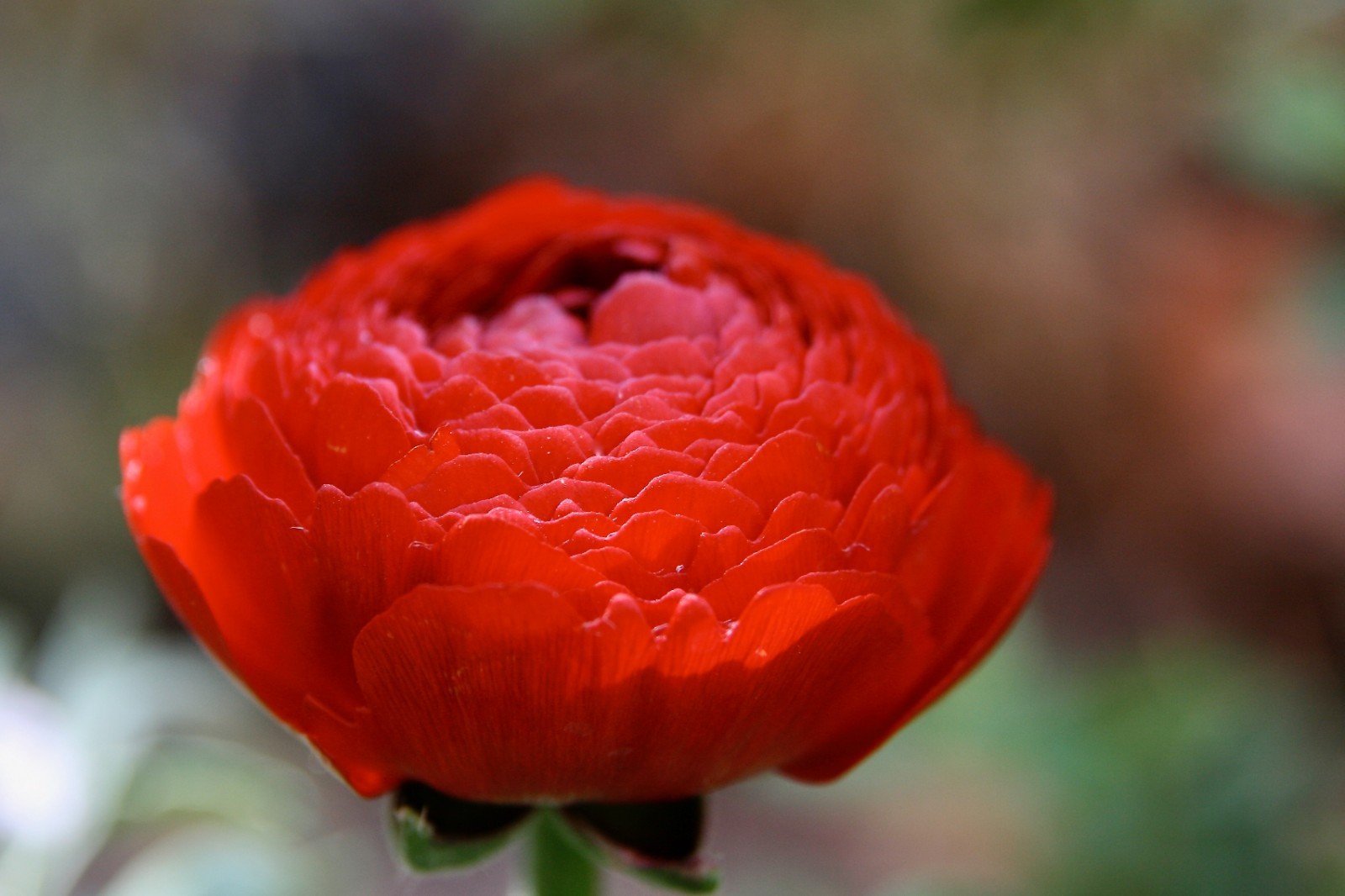 Ranunculus Red Shades Bulbs – 10 Jumbo Flowering Bulbs, Spring Color – From HPN
