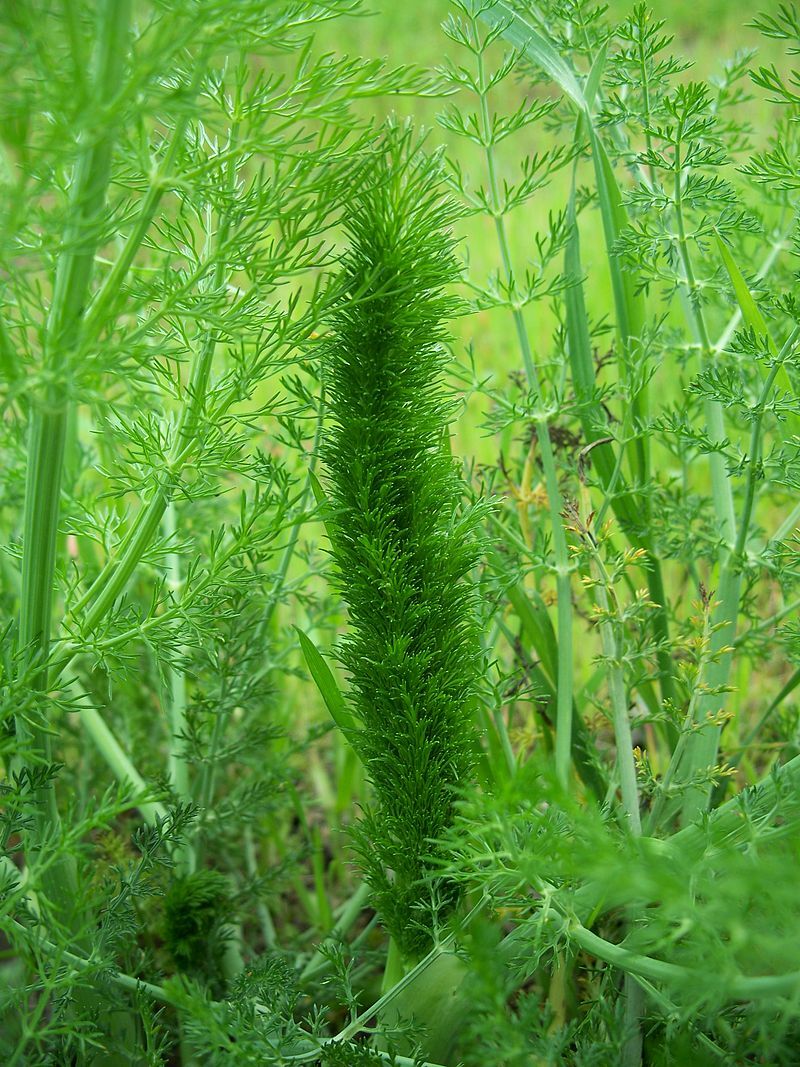 FENNEL 100 SEEDS, FERN-LIKE FOLIAGE, YELLOW FLOWERS, LICORICE FLAVER