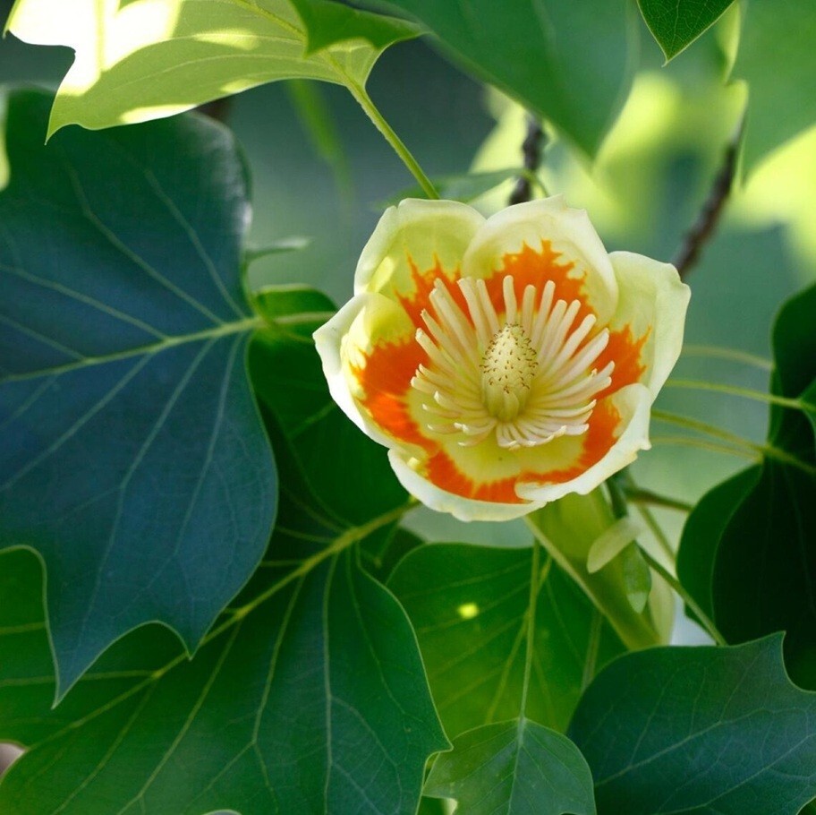 Live 1yo+ Tulip Poplar Tree Well Rooted Plant in varies pot size – Native Tree